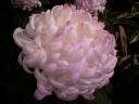 Snowball Mum